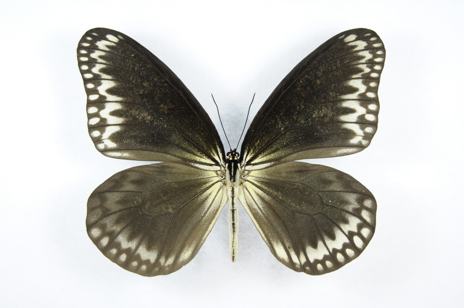 Idea hypermnestra linteata BLACK ABERRATION (Tapah Hill, Perak, Malaysia) (Internet Image property of respective owner, non-commercial use only)
